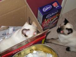 more kittens